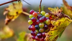 Grapes on a grape vine